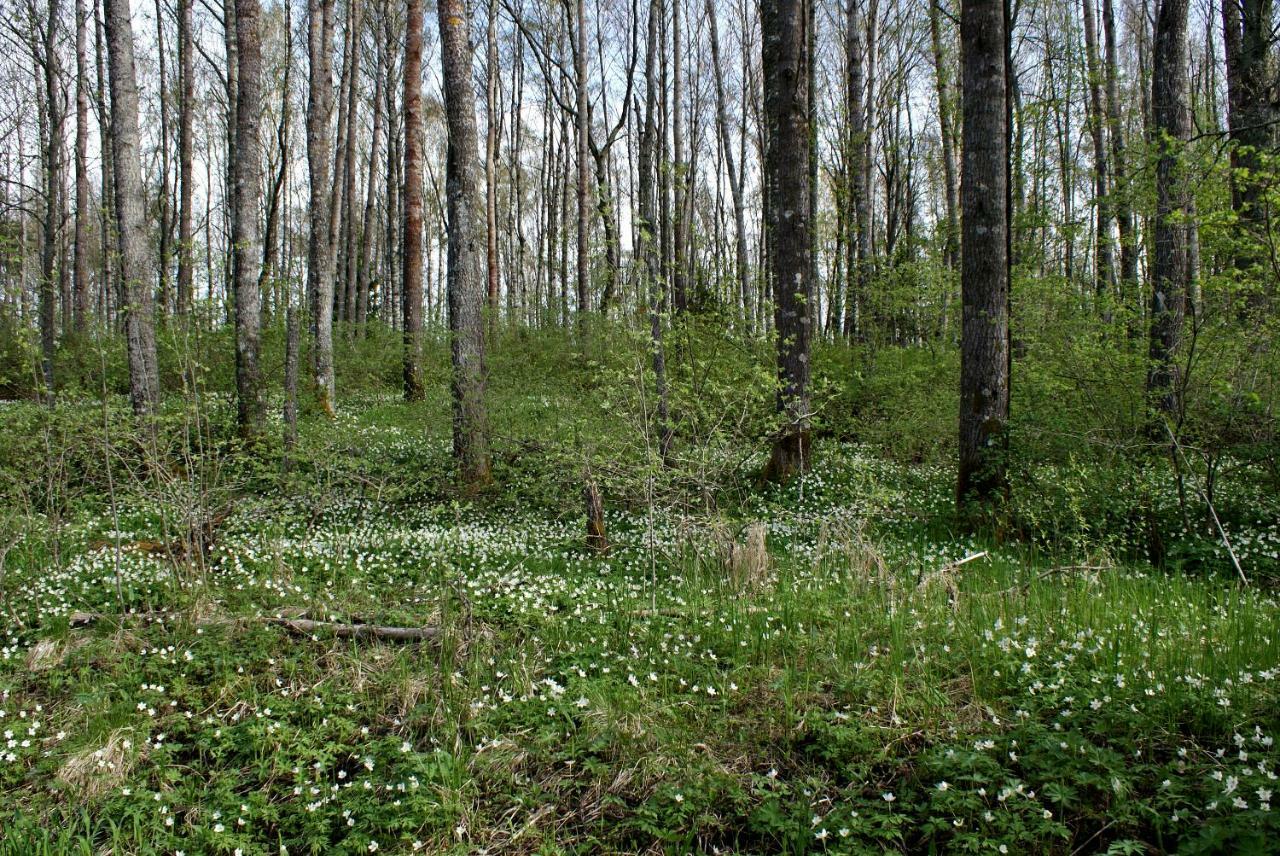Вілла Paerus Fors Lapvaartti Екстер'єр фото